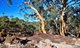 Dryandra