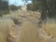 The Track leading to Jackie Junctio.