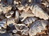 shells at Quobba