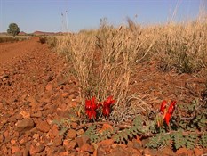 Desert Pea