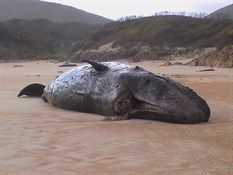 Washed up Sperm whale