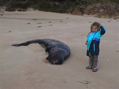 Washed up baby calf Sperm whale