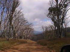 Track through alpine trees
