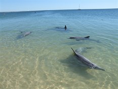 The dolphins arriving - Monkey Mia