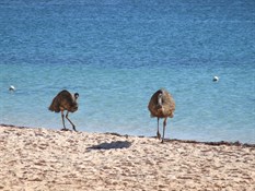 Beach bums out for a feed