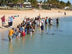 Dolphin Feeding