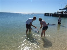 Amanda feeding the dolphins