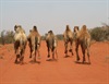 Camels on the run Old Andado road