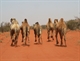 Camels on the run Old Andado road