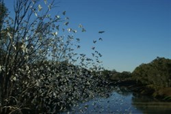 Corellas at North Bourke