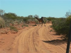 One of Rudalls many camels