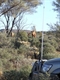 A morning visit from marauding camels