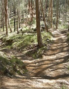 North Glenpatrick Track