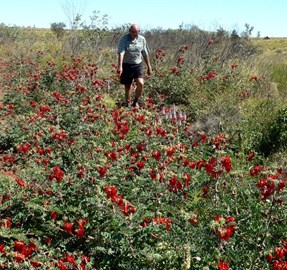 Stunning Sturt's Desert Peas