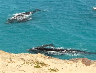 This close to whales!