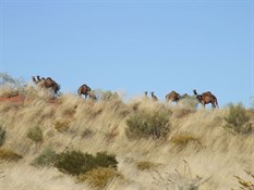 Camels in the dunes beside the Wapet Track