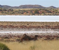 Camels moving to cross Lake Auld