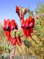 Sturts desert pea beside Lake Dora (Punmu)