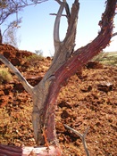 Curley barked desert tree - Rocky Knolls (Wapet)