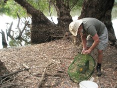 baiting the cherapin traps in the Norman River Qld