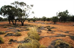 Rained in on the Boulia Winton Rd in a very scenic place