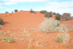 Red sand dunes near Windorah