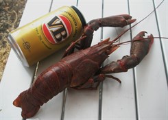 redclaw and beer at Theresa Creek