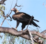 wedge tailed eagle on the roadside near Burdekin dam