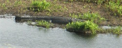 crocodile in Eubenegee swamp near Babinda QLd