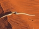 The Stimson's Python near Durba Spring