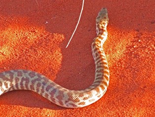 The Stimson's Python near Durba Spring