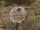Diebil Hills this way!