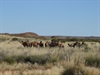 Camels by the main Rudall Road