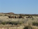 Camels by the main Rudall Road