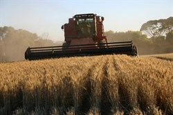Harvesting near Quairading WA