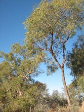 Gum trees at Patience Well