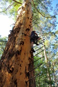 John climbing the Gloucester tree