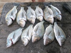 bream caught at Millers Point