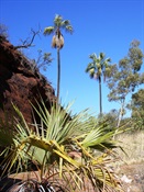 Palm Valley gorge walk