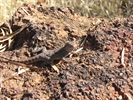 lizard
