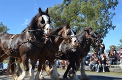 Our Gentle Giants - Clydesdales in the Daily Parade!