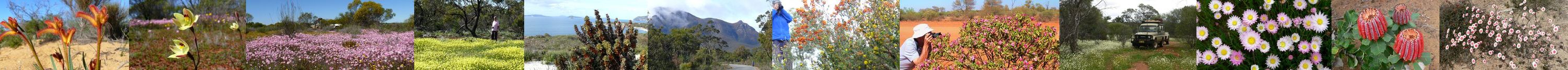 WA Wildflowers - By: Member - John and Val
