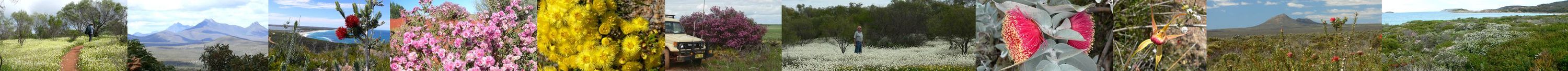 WA Wildflowers - By: Member - John and Val