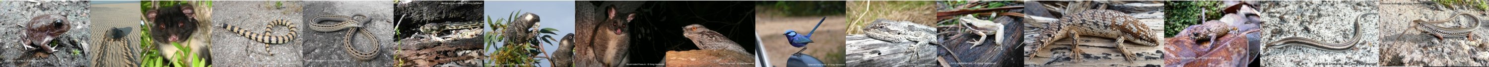 Fauna of Australia - By: The Explorer
