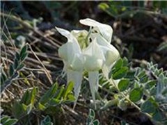 White Sturt Pea 
