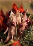 Rare Brown Sturt Pea