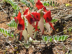 Red and White Sturt Pea