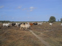 Marina Plains cattle on wet land plains.