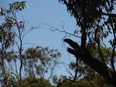 One of the Local native birds