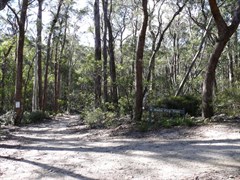 Tallaganda Forest